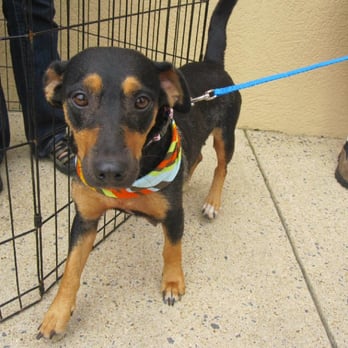 Dog World Rescue - Animal Shelters Near Me