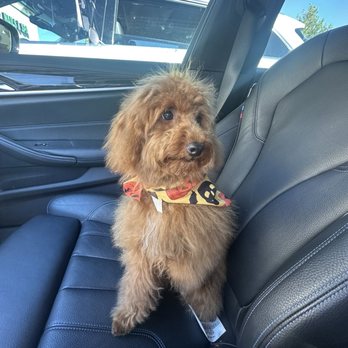 Well Groomed Pets - Henderson - Pet Groomers Near Me - Henderson, Nevada