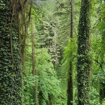 Forest Park - Parks Near Me - Portland, Oregon