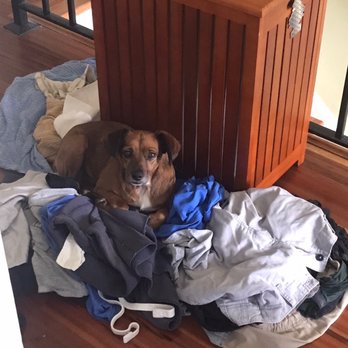 Chevy Chase Animal Clinic - Dorothy helping with the laundry! - Veterinarians Near Me - Lexington, Kentucky