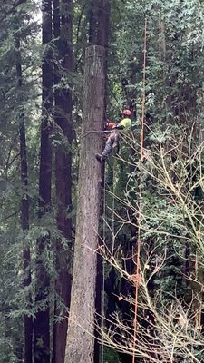 Tree Pruning - Tree pruning is a necessity to maintain healthy growth patterns and to clean out dead parts of the tree. When trees are not maintained, there is an increased risk of trees losing large branches during storms or windy days. This can even happen in the still heat of summer (a condition known as sudden limb drop)! We follow industry standards when we prune with our goal of actually increasing the health of your trees. Tree Pruning - Tree pruning is a necessity to maintain healthy growth patterns and to clean out dead parts of the tree. When trees are not maintained, there is an increased risk of trees losing large branches during storms or windy days. This can even happen in the still heat of summer (a condition known as sudden limb drop)! We follow industry standards when we prune with our goal of actually increasing the health of your trees.