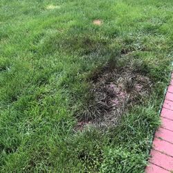Green Irrigation