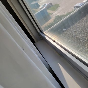 Baymont by Wyndham Glenview - LIVE AND DEAD BEES WITH STINKBUGS - Hotels Near Me - Glenview, Illinois Baymont by Wyndham Glenview - LIVE AND DEAD BEES WITH STINKBUGS - Hotels Near Me - Glenview, Illinois