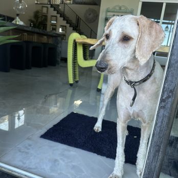 Bogarts Bone Appetit - The result. - Pet Groomers Near Me - Las Vegas, Nevada