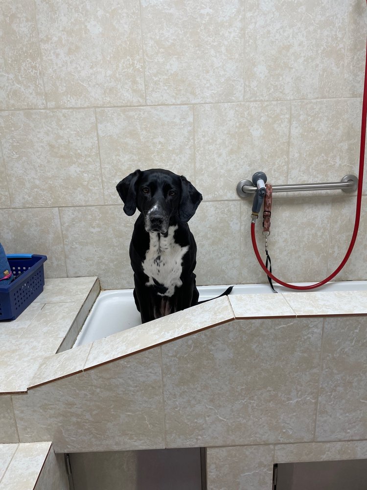 PET PALACE Updated September 2024 60 Photos & 61 Reviews 4094 S