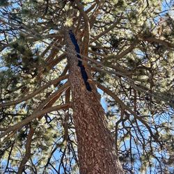 The Tree Whisperer - Saving this 150ft pine after a lightning strike