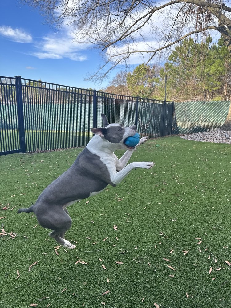 POOCH PAD GROOMING Updated October 2024 36 Reviews 211 Railroad