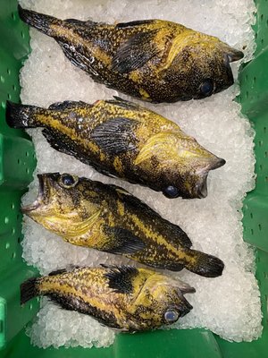 Green Produce and Seafood Market by null
