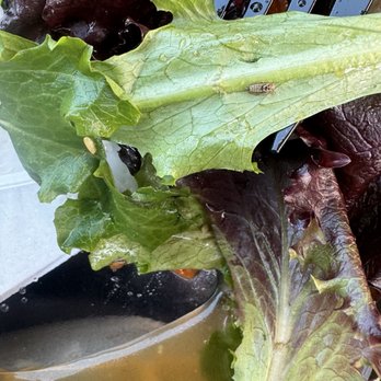 Emma’s Bakery and Cafe - bug in my salad with dirty tap water at the bottom of the container. - Bakeries Near Me - Salinas, California