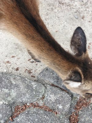 Momijidani Park by null