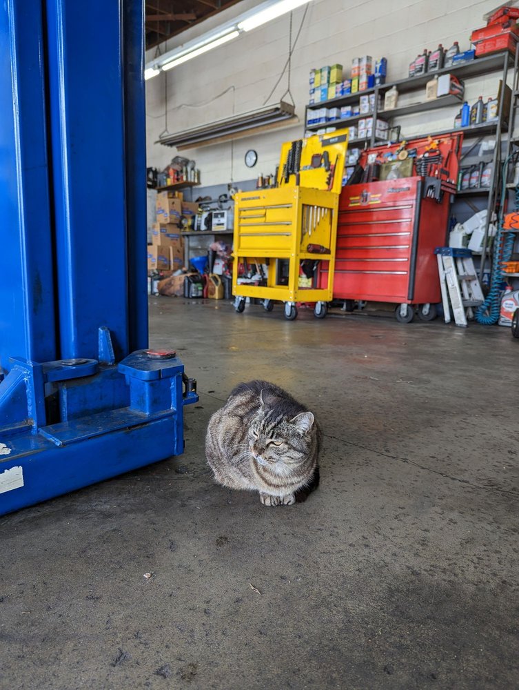 NORTH PECK AUTOMOTIVE Updated October 2024 35 Reviews 4918 N Peck