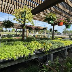 Cristinas Garden Center