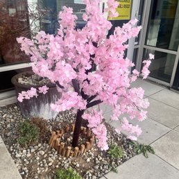 Cute cherry blossom tree Cute cherry blossom tree