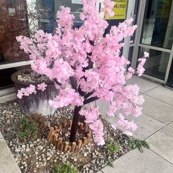 S Level Tea - Cute cherry blossom tree - Bubble Tea Near Me - Burien , Washington S Level Tea - Cute cherry blossom tree - Bubble Tea Near Me - Burien , Washington