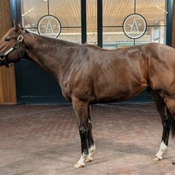 Winstar Farm - Patch Adams