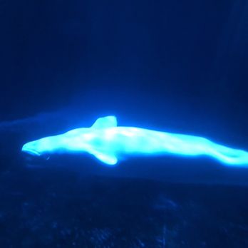 Shedd Aquarium - Beluga whales - Aquariums Near Me - Chicago, Illinois Shedd Aquarium - Beluga whales - Aquariums Near Me - Chicago, Illinois