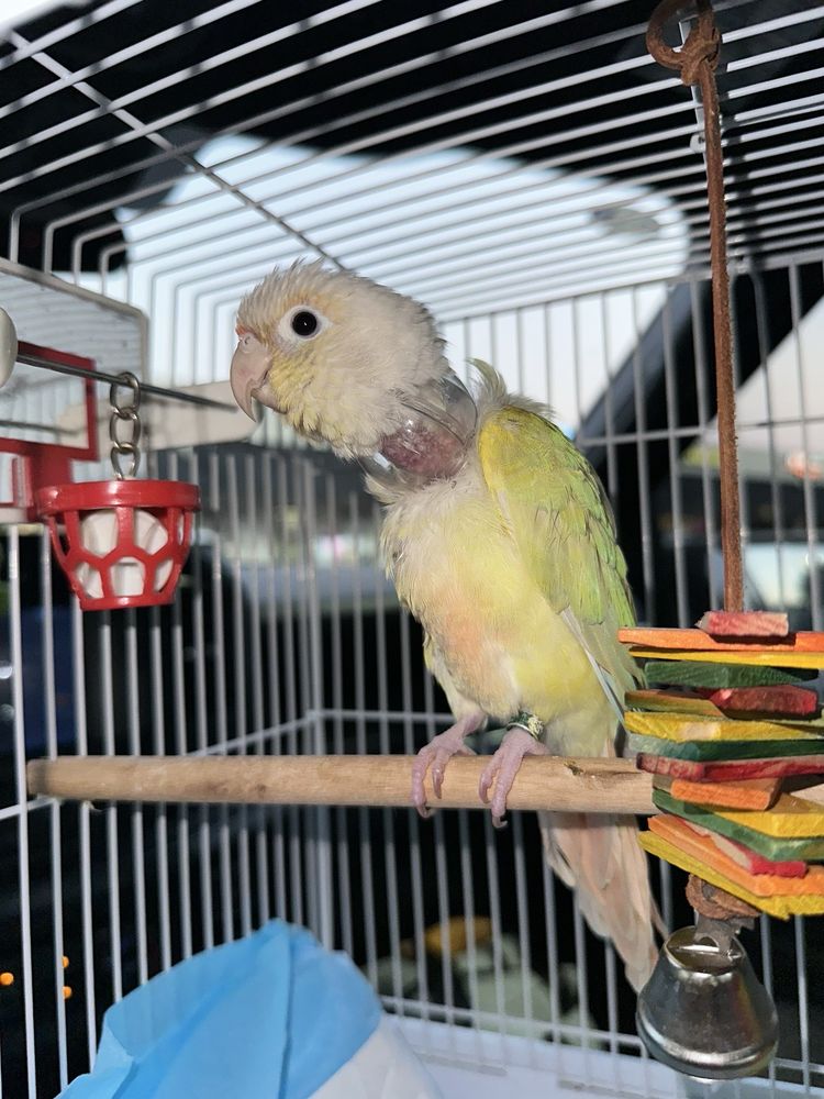 Summertree Animal & Bird Clinic - pet boarding facility in Dallas, TX