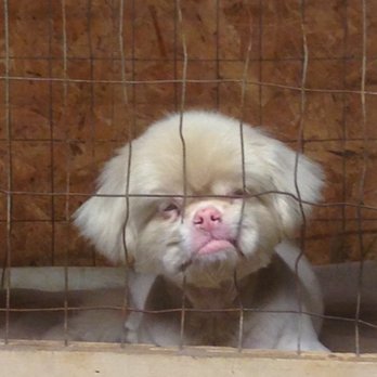Pampered Pets Grooming - Pet Groomers Near Me - Killen, Alabama Pampered Pets Grooming - Pet Groomers Near Me - Killen, Alabama