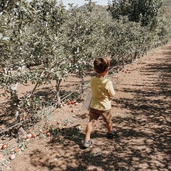 Volcan Valley Apple Farm - Pick Your Own Farms Near Me - Julian, California Volcan Valley Apple Farm - Pick Your Own Farms Near Me - Julian, California