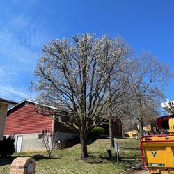 DeClue & Sons Tree Care - Bradford that they did at my sisters.