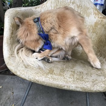 Dazzling Pup - Constantly scratching since her visit to Dazzling Pup. - Pet Groomers Near Me - San Gabriel, California Dazzling Pup - Constantly scratching since her visit to Dazzling Pup. - Pet Groomers Near Me - San Gabriel, California
