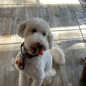Barks N' Bubbles - One of our Doodles - Pet Groomers Near Me - Charleston, South Carolina Barks N' Bubbles - One of our Doodles - Pet Groomers Near Me - Charleston, South Carolina