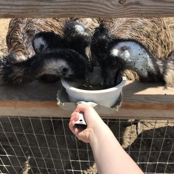 Ostrichland USA - Attraction Farms Near Me - Solvang, California