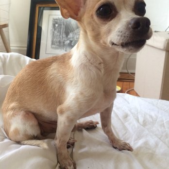 AMA Animal Rescue - A happy little Tank in his forever home! - Community Service/Non-Profit Near Me - Brooklyn, New York