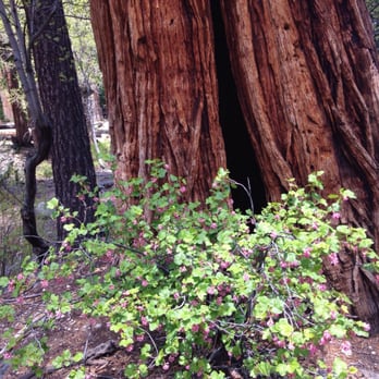 Vikingsholm Mansion - Redwood and wildflowers - Museums Near Me - Tahoma, California Vikingsholm Mansion - Redwood and wildflowers - Museums Near Me - Tahoma, California