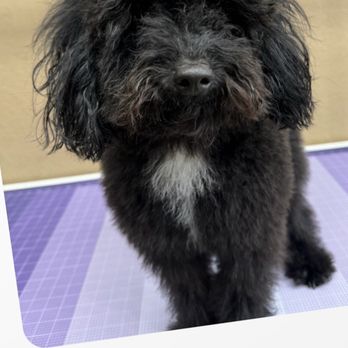Sugar Paws Pet Salon - Before - Pet Groomers Near Me - Dublin, California Sugar Paws Pet Salon - Before - Pet Groomers Near Me - Dublin, California
