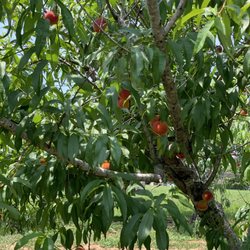 McLean Family Farms