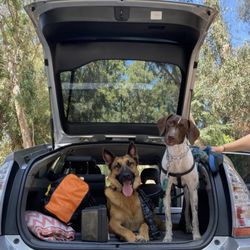 Jae's Doggo Walking Service - Hiking trip with Agave and Sam