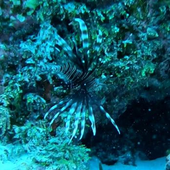Dressel Divers - Lion fish - Scuba Diving Near Me - Cozumel, ROO