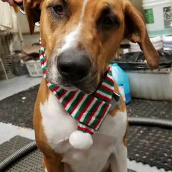Amy's Royal Treatment - Pet Groomers Near Me - Saddle Brook, New Jersey