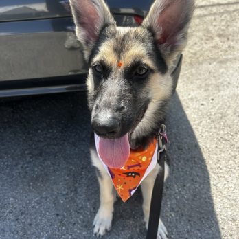 Woof Pack Grooming - Pet Groomers Near Me - Camarillo, California Woof Pack Grooming - Pet Groomers Near Me - Camarillo, California