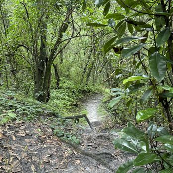 Ravine Gardens State Park - Path to ravine - Parks Near Me - Palatka, Florida