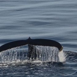 Bar Harbor Whale Watch