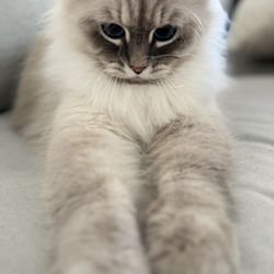 The Veterinary Care Center - Gus Gus