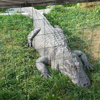Critchlow Alligator Sanctuary - Animal Shelters Near Me - Athens, Michigan