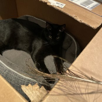 Cat Town - Animal Shelters Near Me - Oakland, California