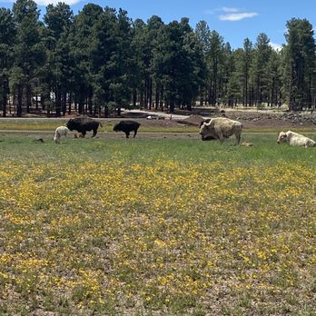 Bearizona - Bison - Zoos Near Me - Williams, Arizona