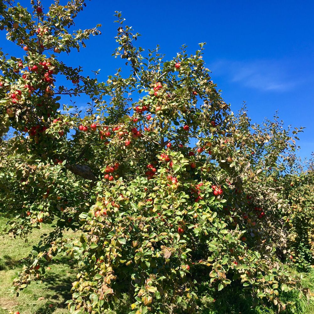 GREEN MOUNTAIN ORCHARDS Updated October 2024 24 Photos & 26 Reviews