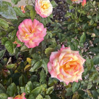 Kellogg Rose Garden - Community Gardens Near Me - Pomona, California Kellogg Rose Garden - Community Gardens Near Me - Pomona, California