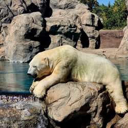 ABQ BioPark Zoo - Polar Bear