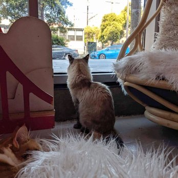 KitTea - Pet Adoption Near Me - San Francisco, California