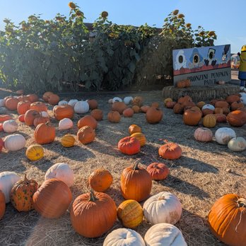 Pronzini Christmas Tree Farms - A photo op spot - Pumpkin Patches Near Me - Petaluma, California