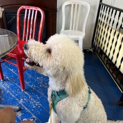 Scoops Ice Cream - Dog indoors!