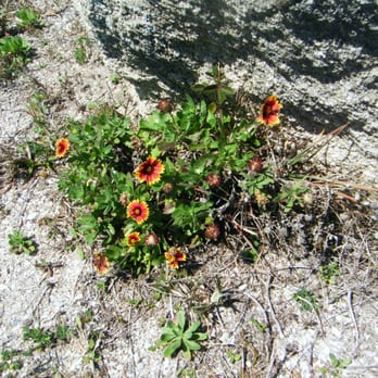 Gamble Rogers Memorial State Recreation Area - Lots of interesting plants - Parks Near Me - Flagler Beach, Florida Gamble Rogers Memorial State Recreation Area - Lots of interesting plants - Parks Near Me - Flagler Beach, Florida