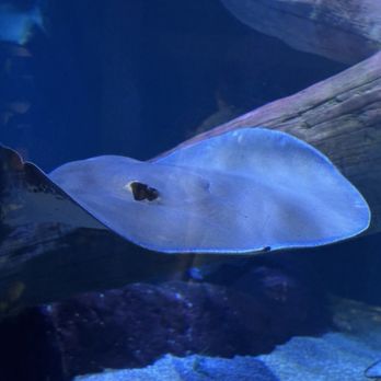 Tennessee Aquarium - Aquariums Near Me - Chattanooga, Tennessee Tennessee Aquarium - Aquariums Near Me - Chattanooga, Tennessee