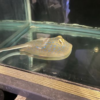 J&B Custom Aquatics  - Aquarium Services Near Me